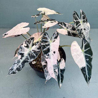 Alocasia Bambino Variegated Tissues Culture  (แก้วสาพัดนึกด่าง ไม้เนื้อเยื่อด่าง) ต่างสวยๆทุกต้นครับ