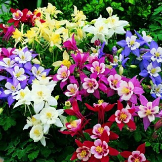 เมล็ด โคลัมไบน์ คละสี ( Columbine seed ) บรรจุ 30 เมล็ด