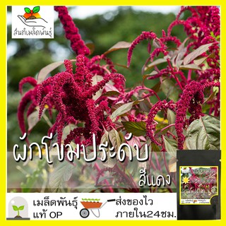 เมล็ดพันธุ์ ผักโขมประดับสีแดง 200 เมล็ด Red Amaranthus Cruentus seed เมล็ดพันธุ์แท้ นำเข้าจากต่างประเทศ ปลูกผัก สวนครัว