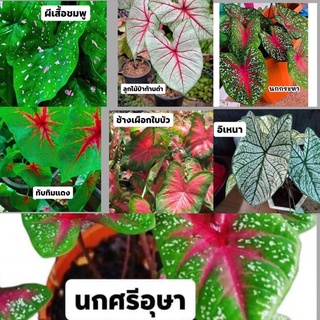 🌿 หัวบอนสี  7 หัว  7  สายพันธุ์ 1ชุด 149.-💥