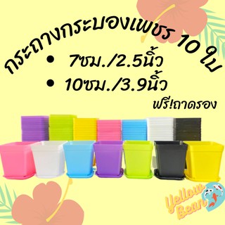 กระถางพลาสติกพร้อมถาดรอง2.5นิ้ว / 3.9นิ้ว 10ใบ แบบเหลี่ยม