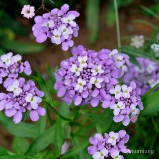 ขายดี สวนครัว/100 Pcs Rocket Candytuft Flower Seeds เมล็ดดอกไม้สวย ต้นไม้มงคล พันธุ์ดอกไม้ ไม้ป/อินทรีย์ คละ สวนครัว ดอก