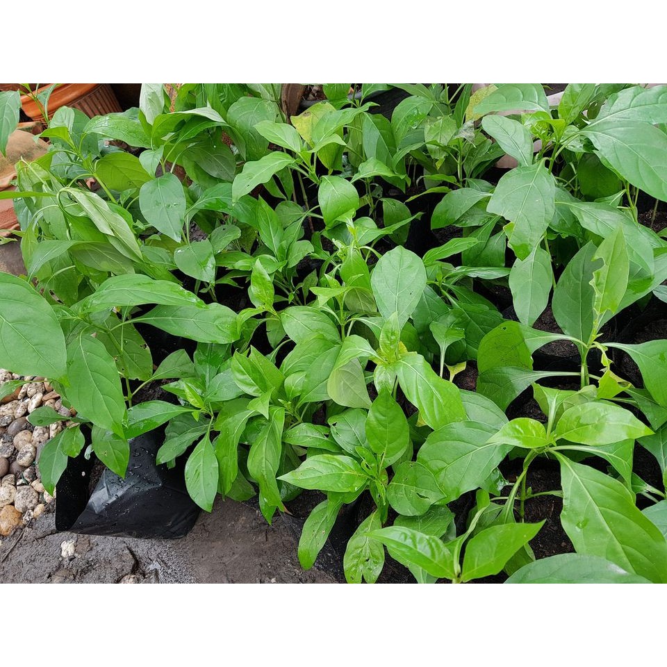 ต้นอังกาบหนูสมุนไพรพื้นบ้าน