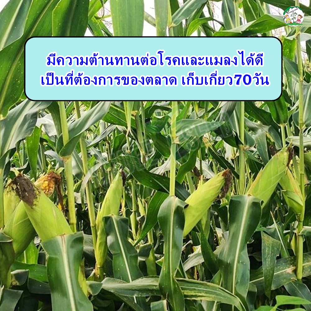 เมล็ดข้าวโพดหวาน หวานสวีท ขนาด500กรัม ตราตะวันต้นกล้า เมล็ดข้าวโพด เมล็ดพันธุ์ข้าวโพด ราคา ถูกที่สุด ดีลบีเคเค แกลเลอรีภาพที่ 8