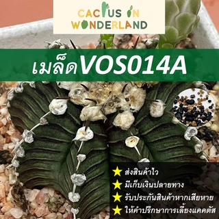 เมล็ดVos014A เมล็ดแคคตัส เมล็ดกระบองเพชร