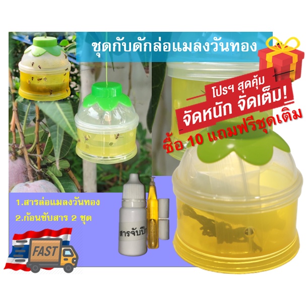 ชุดดักแมลงวันทอง พร้อมสารล่อเมทิลยูจินอล (แมลงวันทองผลไม้ หนอนเจาะผลไม้ พริก มะเขือ ) สำหรับ โรงเรือน แปลงเกษตร สวนผลไม้