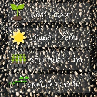 เมล็ดพันธุ์ โหระพาใบใหญ่ อิตาเลี่ยน เบซิลใบใหญ่ 400 เมล็ด Large Leaf Italian Basil เมล็ดพันธุ์แท้ นำเข้าจากต่างประเทศ