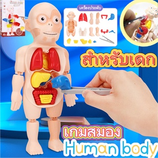 👨‍🔬COD👨‍🏫Human Body Model ของเล่นจำลองร่างกายมนุษย์ ของเล่นstem ของเล่นเพื่อการศึกษา ของเล่นวิทยาศาสตร์ ของเล่นเด็ก