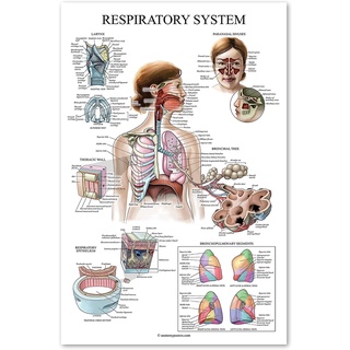โปสเตอร์ระบบทางเดินหายใจลามิเนต แผนภูมิกายวิภาคศาสตร์ปอด