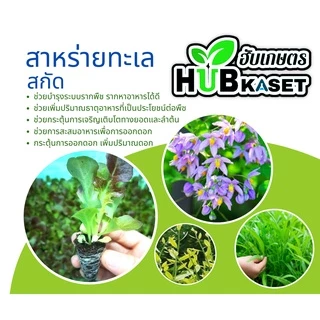 นาไรซ์ 1ลิตร (อะมิโน+สาหร่าย+จิ๊บ) ลมเบ่ง เร่งดอก ดึงช่อ