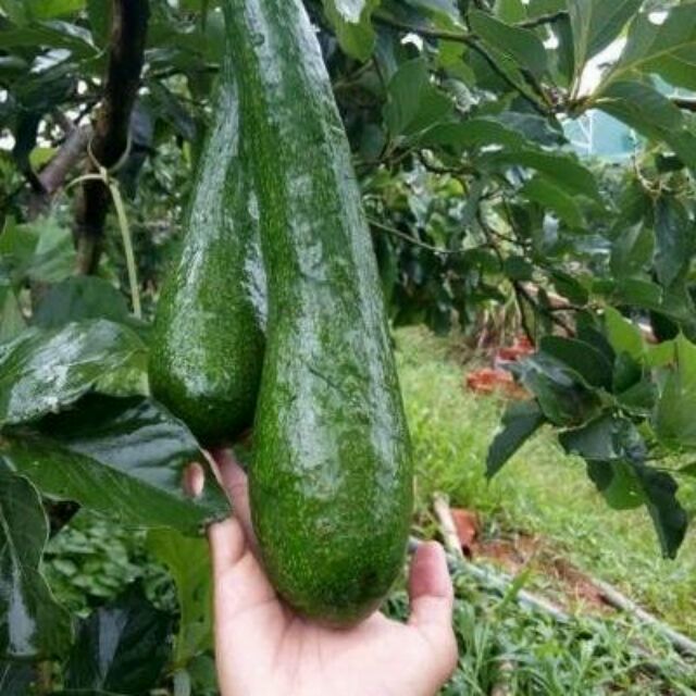 ต้นอะโวคาโด 034 ราชินีผลไม้ยาว