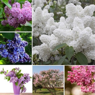 （อัตราการปลูกสูง）เมล็ดพันธุ์ดอกกานพลู 50pcs Mixed Colour Lilac Tree Seeds Bonsai Flower Seeds Garden Flowers Decoration