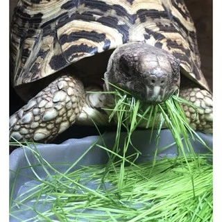 เมล็ดหญ้าทิโมธี Timothy อัลฟาฟ่า Alfalfa 30กรัม ปลูกหญ้าที่บ้านสำหรับให้เต่ากิน อาหารเต่าบก