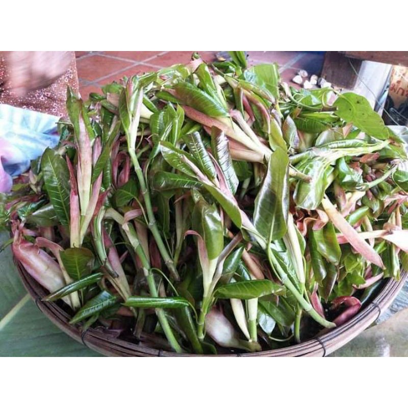 ท่อนพันธุ์ ผักพื้นบ้าน ผักเฮือด เรียกตามภาษาถื่น6ท่อน50บาท