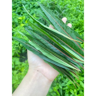 ใบเสดพังพอนตัวผู้  ขายใบสด นน 100 กรัม 99 บาท