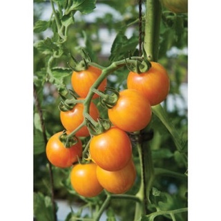 เมล็ดพันธุ์ มะเขือเทศ ซันไรส์ บับเบิ้ลบี (Sunrise Bubble Bee Tomato Seed) บรรจุ 100เมล็ด คุณภาพดี ของแท้ 100% --