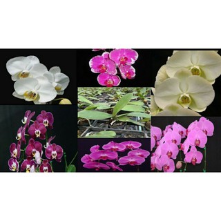 กล้วยไม้นิ้ว 1นิ้ว และ 2.5 นิ้ว ฟาแลนนอปซิส หลากสี  Phalaenopsis Orchid seedlings