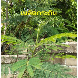 เมล็ดพันธุ์กระถิน 20 บาท 500เมล็ด กระถินบ้าน (ยอดหม่น กระถินกินยอด)