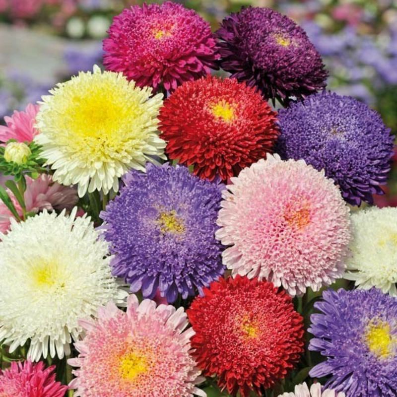 Chrysanthemum Seeds 100เมล็ด เมล็ดพันธุ์ บอนสี เมล็ดดอกไม้ เมล็ดบอนสี บอนสีสวยๆ บอนสีหายาก ดอกไม้ ต้นไม้มงคล บอนสีชายชล