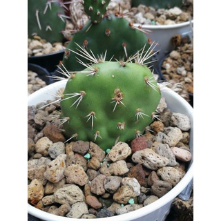 Opuntia Airampoa cv Sonnonghit พันธุ์กอเล็ก