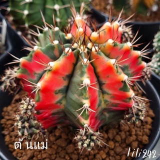 Gymnocalycium​ variegated​ carnelian