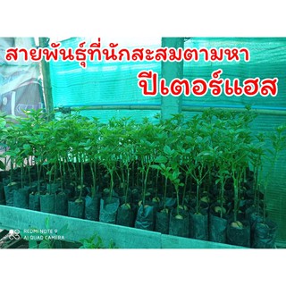 ต้นกล้าอะโวคาโดสายพันธุ์ปีเตอร์แฮสพร้อมส่ง