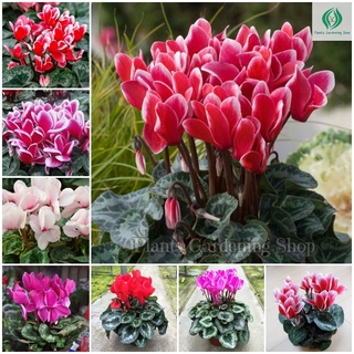 เมล็ดพันธุ์ ไซคลาเมน บอนสี Mixed Color Cyclamen Seeds Rabbit Ear50 เมล็ด (ไม่ใช่พืชที่มีชีวิต)