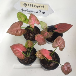 ออมนาคแดง ออมซุปเปอร์เรด ฝาแฝดออมชมพูญี่ปุ่น Syngonium Hybrid Aom-nak Red Super Red ต้นแข็งแรงรากแน่นแล้วทุกต้น