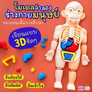 Human Body Toy ของเล่นหุ่นจำลองร่างกายมนุษย์ ของเล่นstem ของเล่นเพื่อการศึกษา ของเล่นวิทยาศาสตร์ เสริมพัฒนาการ TY687