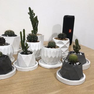 กระถางกระบองเพชร  (ขนาดกลาง)🌵🌵