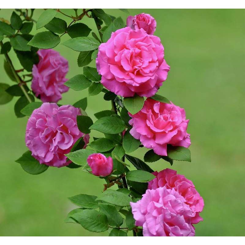 30 เมล็ด เมล็ดพันธุ์ ดอกกุหลาบ สีบานเย็น พันธุ์ดอกใหญ่ นำเข้า Rose Seeds