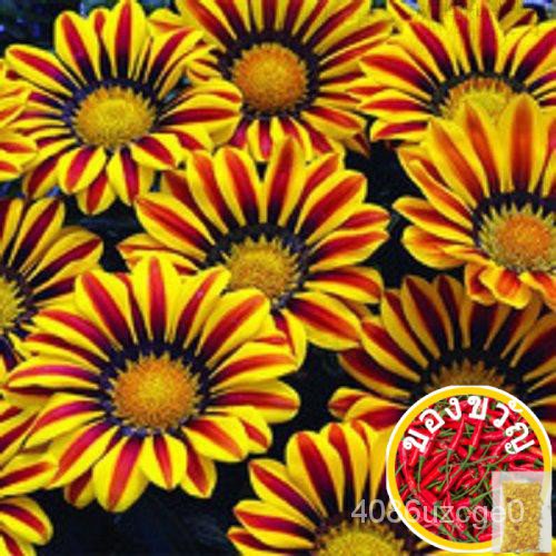 3x Gazania Rigens Chrysanthemum Flower Seeds- LOCAL READY STOCKS通心菜/手链/苹果/帽子/seeds/文胸/儿童/男装/园艺/香菜/ 7