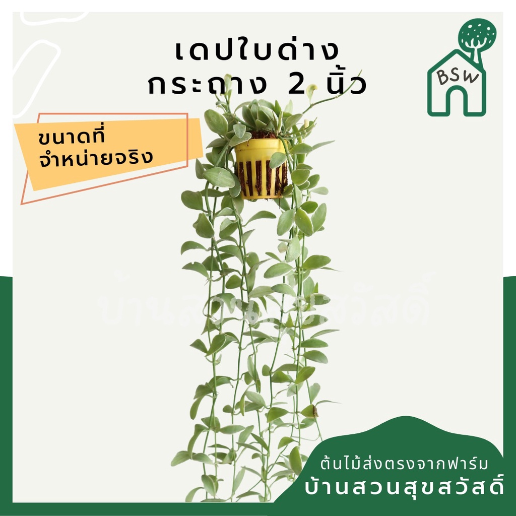 เดปใส่ตะกร้อ2นิ้ว เดปด่าง ใส่ตะกร้อ2นิ้วคละสี ห้อยยาว คละได้ ต้นเดฟ