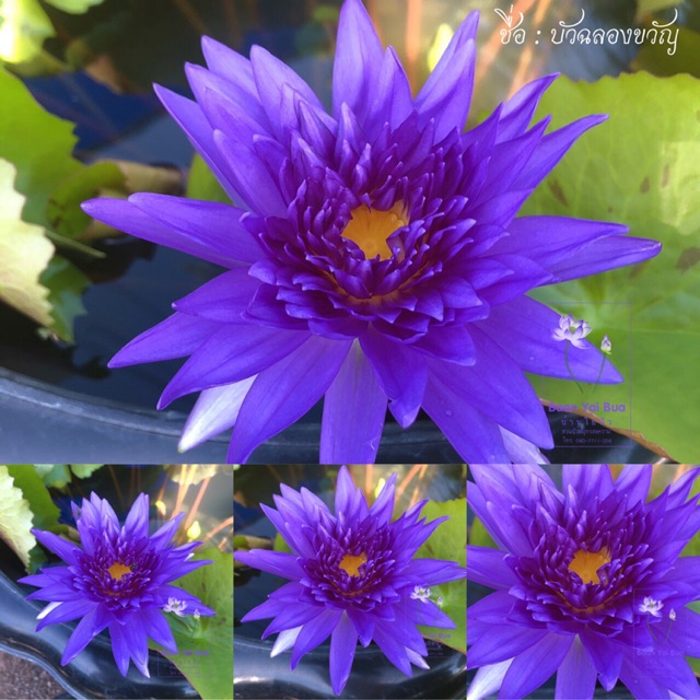 “บัวฉลองขวัญ”Cholong Khwan (King Of Siam) เป็นดอกบัว ที่มีกลีบดอกซ้อนสีม่วงสด ขนาดต้น 12 นิ้ว+ (ส่งแ