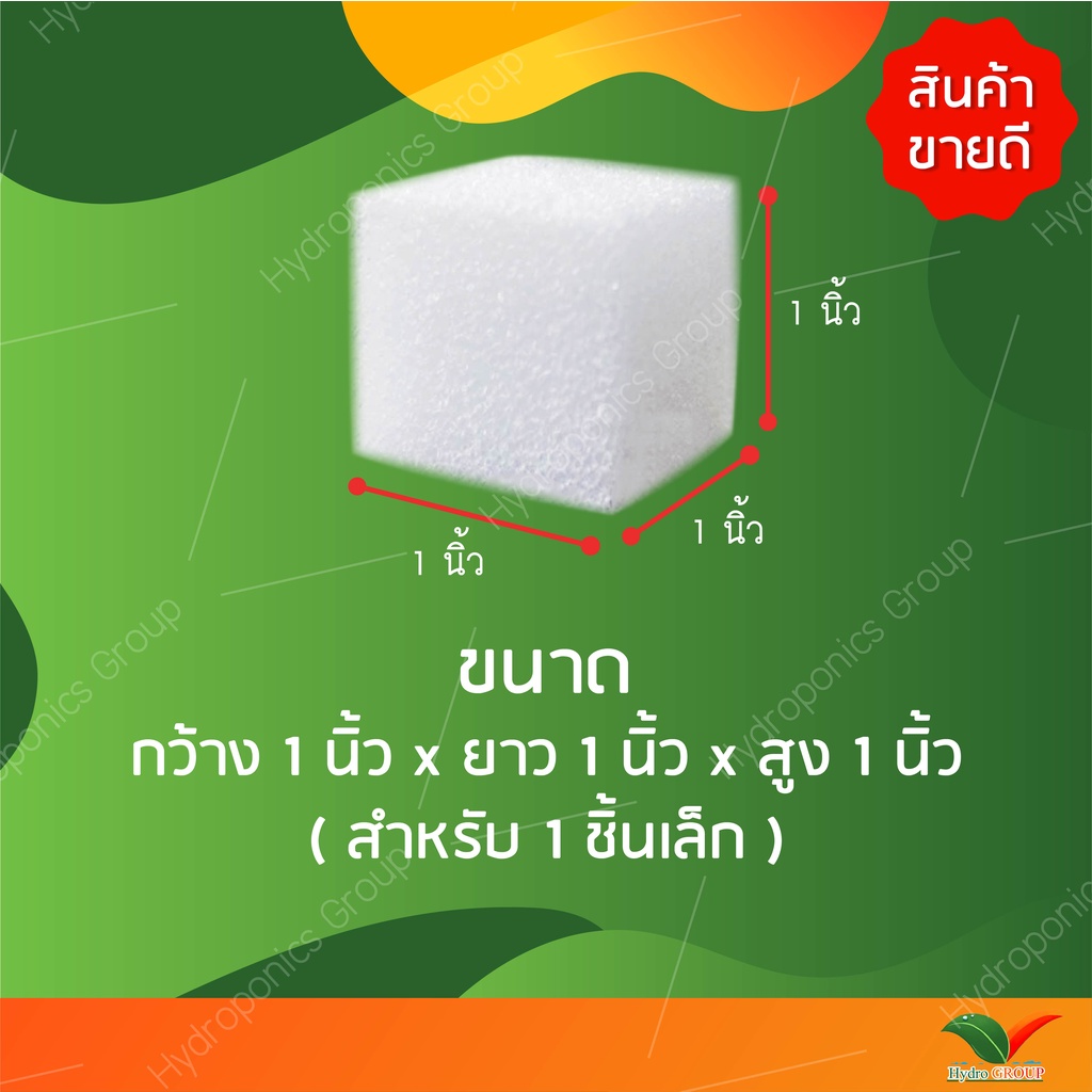 ฟองน้ำปลูกผักไฮโดรโปนิกส์คุณภาพดี  5  แผ่น by hydroponicgroup ราคา ถูกที่สุด ดีลบีเคเค แกลเลอรีภาพที่ 3