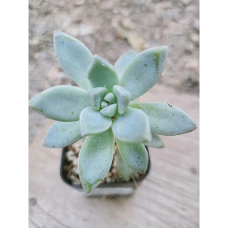 💙กุหลาบหินผิวฟ้า💙 Succulent