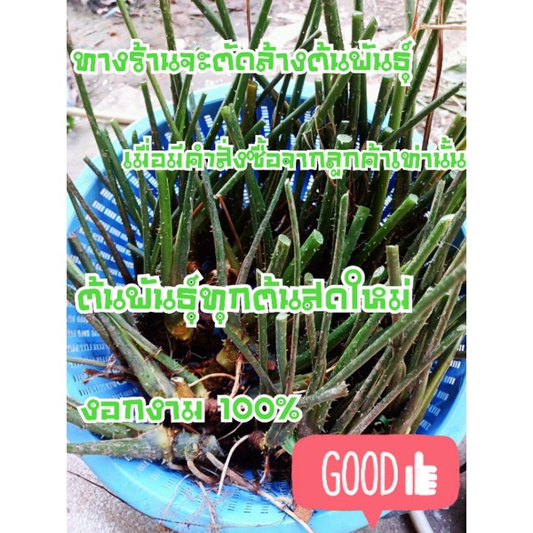 ต้นพันธุ์ผักหนาม ชุดละ 100 ต้น ส่งแบบตัดใบ