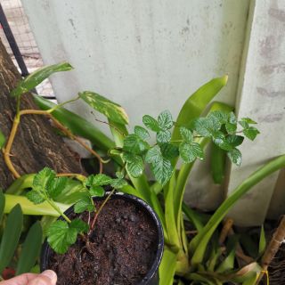 แบล็คเบอรี่​(Blackberry)​พันธุ์​ไร้หนาม