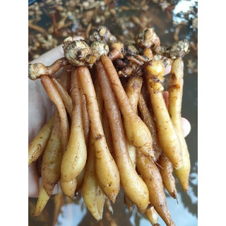 กระชายขาว สดออร์แกนิก