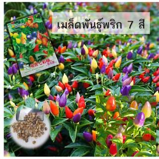 เมล็ดพริกประดับ 7สี พริกสีรุ้ง  20เมล็ด