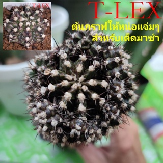 แคคตัสT-LEX🦖🦖สายโหด👍ต้นแนะนำ👍⭐ให้หน่อแจ่มๆสำหรับท่านที่ชอบชำหน่อต้นนี้แนะนำครับคุ้มแน่นอน