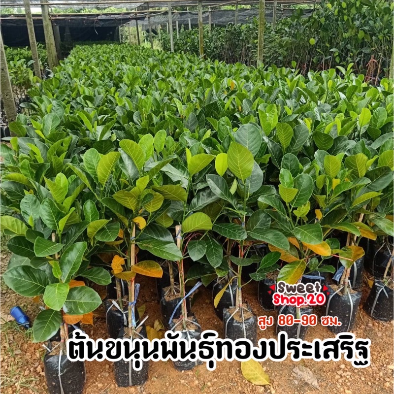 ต้นขนุน พันธุ์ทองประเสริฐ พันธุ์ที่ขายดีมากๆ ต้นสวย แข็งแรง จัดส่งไว