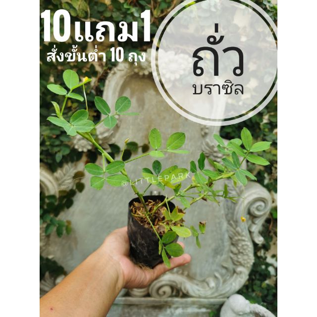 ต้นถั่วบราซิล. คลุมดิน. ดอกสีเหลือง สนาม ปูหญ้า ชอบแดด ทนแล้ง 1บาท ผัก สลัด จัดสวน แต่งบ้าน เมล็ดพันธุ์ กล้าไม้ ต้นไม้