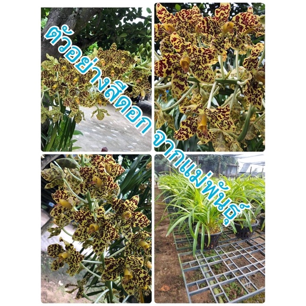 ว่านหางช้างหรือเพชรหึง กล้วยไม้ที่ใหญ่ที่สุด จัดส่งกระถาง 8 นิ้ว ฟรอมใหญ่