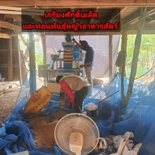 #เมล็ดหญ้ากินนีสีม่วง พร้อมปลูกเดือน มค.ปี 69 เป็นต้นไป#หญ้ากินนีสีม่วง #เกรียงศักดิ์เมล็ดและท่อนพันธุ์หญ้าอาหารสัตว์