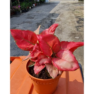 seeds Aglaonema 50 เมล็ด (ไม่ใช่พืชที่มีชีวิต)