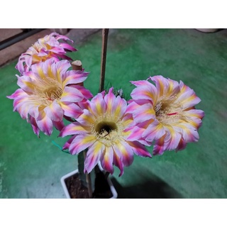 กระบองเพชร cactus หน่อเด็ดสด echinopsis WE.2005.10.WH.7 ไม้นำเข้าดอกสวย ดอกใหญ่มาก ขนาด 2.5 - 3 ซม. ออกดอกในไทยแล้ว