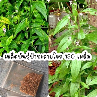 เมล็ดพันธุ์ฟ้าทะลายโจร สมุนไพรไทย 150 เมล็ด