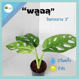 [ต้นไม้จิ๋ว] พลูฉลุ พร้อมกระถาง 3" ต้นไม้ปลูกในบ้าน ไม้ฟอกอากาศ วางบนโต๊ะทำงานได้ ต้นไม้มงคล ต้นไม้ประดับ