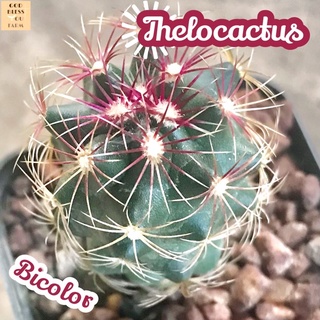 [เทโลไบคัลเลอร์] Thelocactus Bicolor ส่งพร้อมกระถาง แคคตัส Cactus Succulent Haworthia Euphorbia ไม้หายาก พืชอวบน้ำ